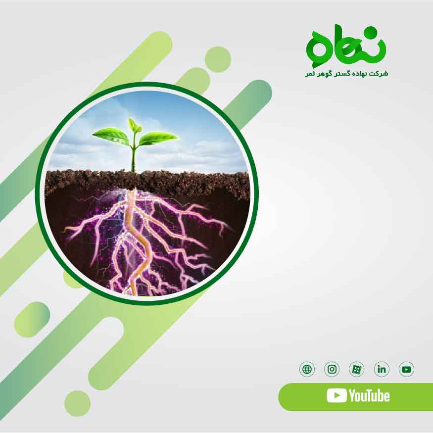 Benefits of using Bacillus subtilis